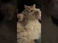 Lets go party! #shorts #cat #funny
