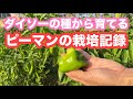 ダイソーのピーマンの栽培記録　種蒔きから収穫まで249日間の記録