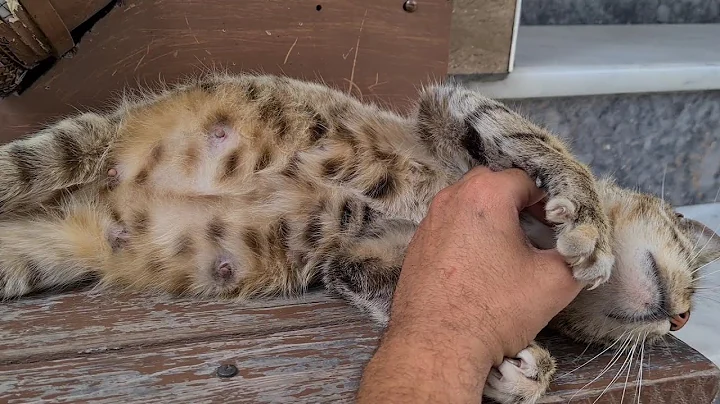 Watch the video about Wow Tabby cat has lots of Babies in her Big Belly.