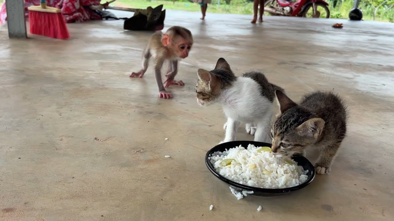 Crying angry mom does not feed