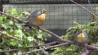 Koppel japanse nachtegalen in de voliere. leiothrix lutea.