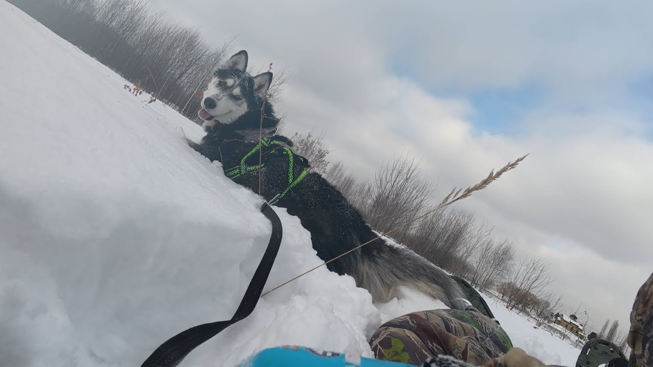 С хаски Диком по глубокому снегу в снегоступах 15.02.2026