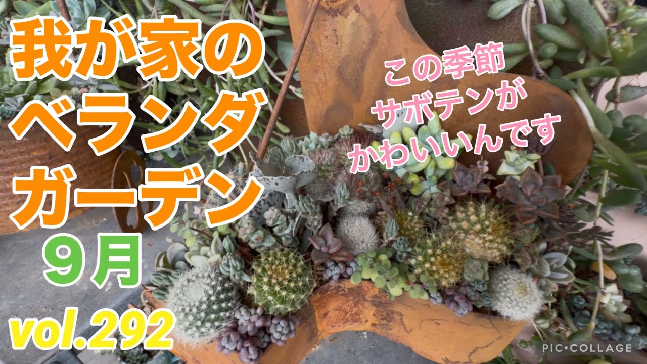 Succulent Plants] [Balcony Succulents] [My Balcony Garden