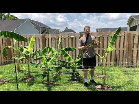 How to Prune Banana Trees - Get Fast Growth and Large Bananas