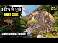 Ep 22  male tiger on dhikala campus road  pedhwali cubs still hungry  tigress unable to hunt 4k