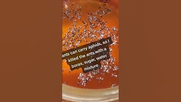 Get rid of ants that carry aphids! #gardening #gardenliving #garden #gardenobsessed