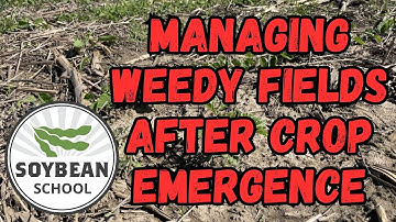 Soybean School: Managing weedy fields after crop emergence