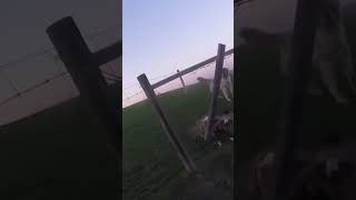 Rescuing little goat #viral #shorts #shortsfeed #rescue #goat #cool #amazing #wow #farm #dogs #short