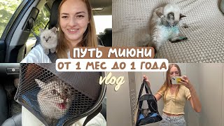 картинка: МЫ ЗАВЕЛИ КОТЕНКА ❤️ первая треш ночь вместе, лечение ушного клеща, стерилизация в 10 месяцев