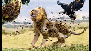 愚蠢的狮子破坏了蜂巢，愤怒的蜜蜂烧毁并折磨了狮子，疯狂的野生动物攻击！