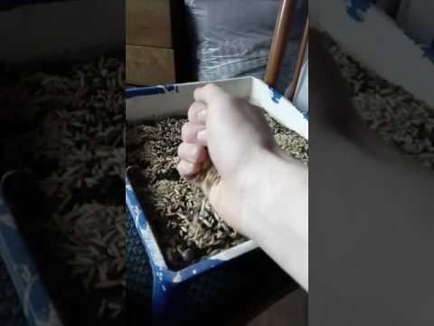 Пшеница для цыплят