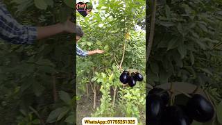 দেশি বড় জাম গাছ। Taki Tredars। #shorts #reels #viral