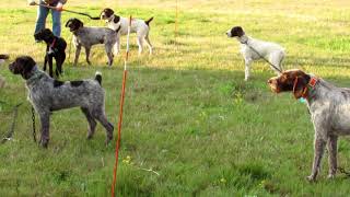 AKC Walking field TrialDunnit (April 17, 2021)