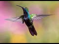 Cinco asombrosas curiosidades de los colibres  unam global