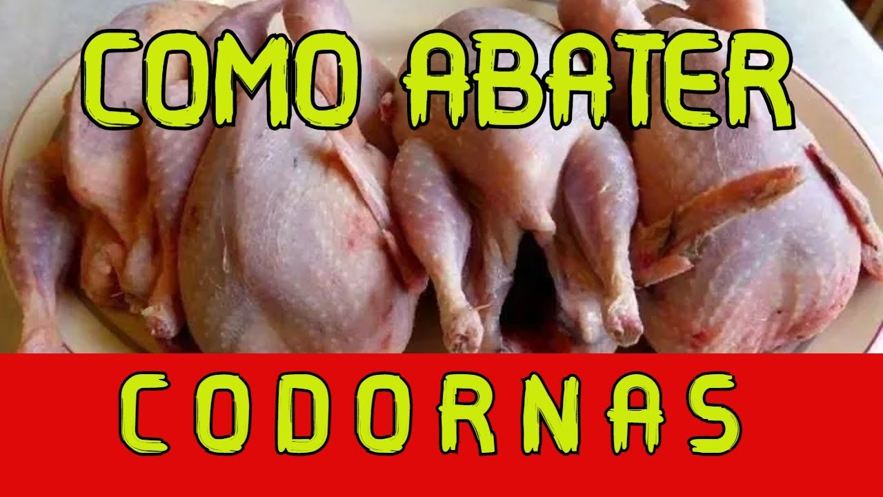 ( JEITO FACIL) COMO ABATER CODORNAS - YouTube