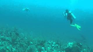 Big Turtle Diving Belize