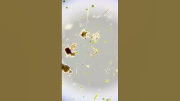 Freshwater Plankton #plankton #biology #microscope # #science