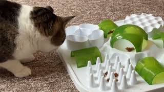 Huckleberry the Cat vs. His Treat Puzzle Toy 🐱🍖 | Fun & Cute Cat Video!