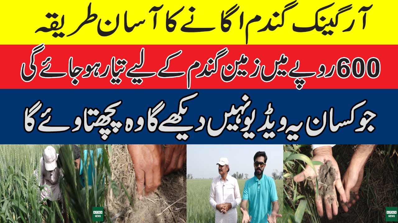 Organic Gandum Uganay ka Asaan Tareeka || 600 Rupee main Gandum Tyar ho Jaye Gee || APNN