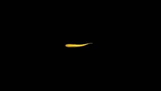 Rainbow trout swimming animation for motion