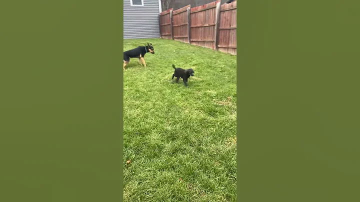 Andy in the yard