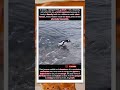 Penguins: 40 km/h in water, 4 km/h on ice #shorts #penguin #wildlifefacts   #animalfacts