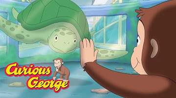 George and the Turtle 🐵 Curious George 🐵 Kids Cartoon 🐵 Kids Movies 🐵 Videos for Kids