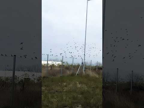 Видео: Goldfinch - пойна птица
