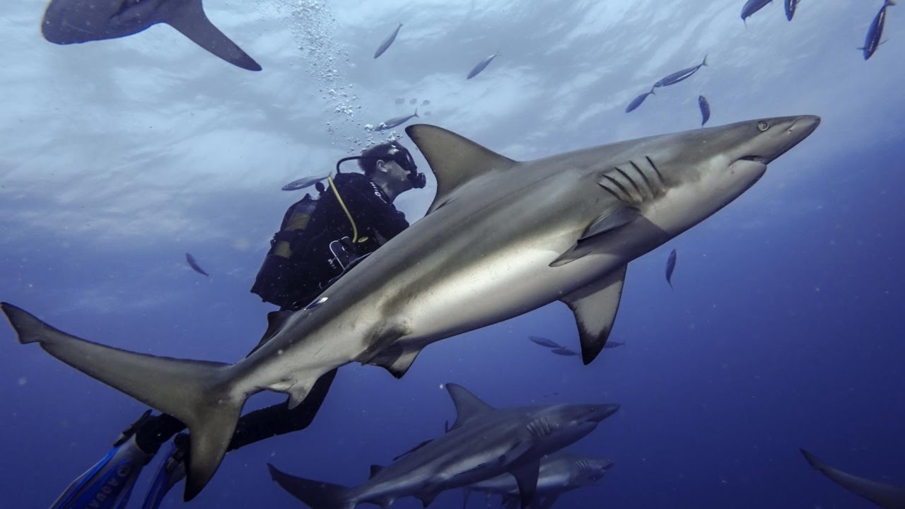 2017 Südafrika - Protea Banks - African Dive Adventures