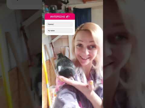 История одного голубя...