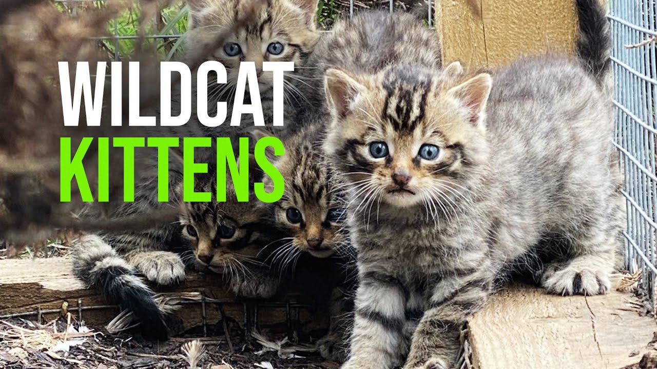 Hugely Successful First Breeding Season At Saving Wildcats Conservation ...