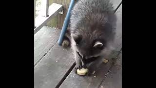 #raccoons #raccoon #viral #fyp #shorts #short #reels #reel #funny #nature #funnymoments #funnyracoon