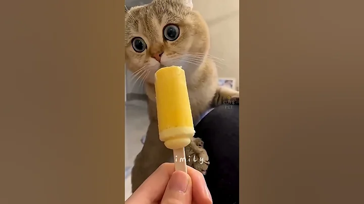 Video 11341411: cat cute kittens adorable, cat fun cute kitten, cat kitten cutest, cat cute funny