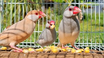 Beautiful java sparrows sing sweet song in a green beautiful forest. Java sparrow singing sound. 