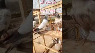 High flyer chicks ready for flying 2026#kabootar#beautifulbird#ytshorts"pigeons lover'' Cats Tv!