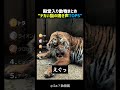 デカい猫の鳴き声TOP5 🦁🐱