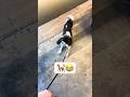 dog gets extra GOOFY when we go shopping