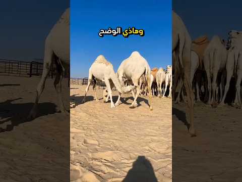 ألوان الإبل كامله الشقح الوضح الصفر المجاهيم الشعل الحمر