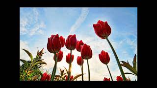 #مصحف #القارئ #ياسر القرشي سورة   الزخرف