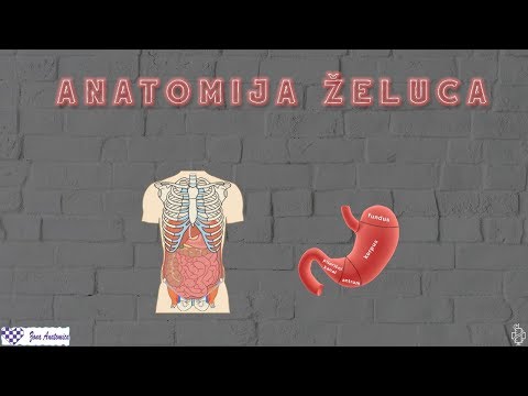 Video: Što Je Anatomija