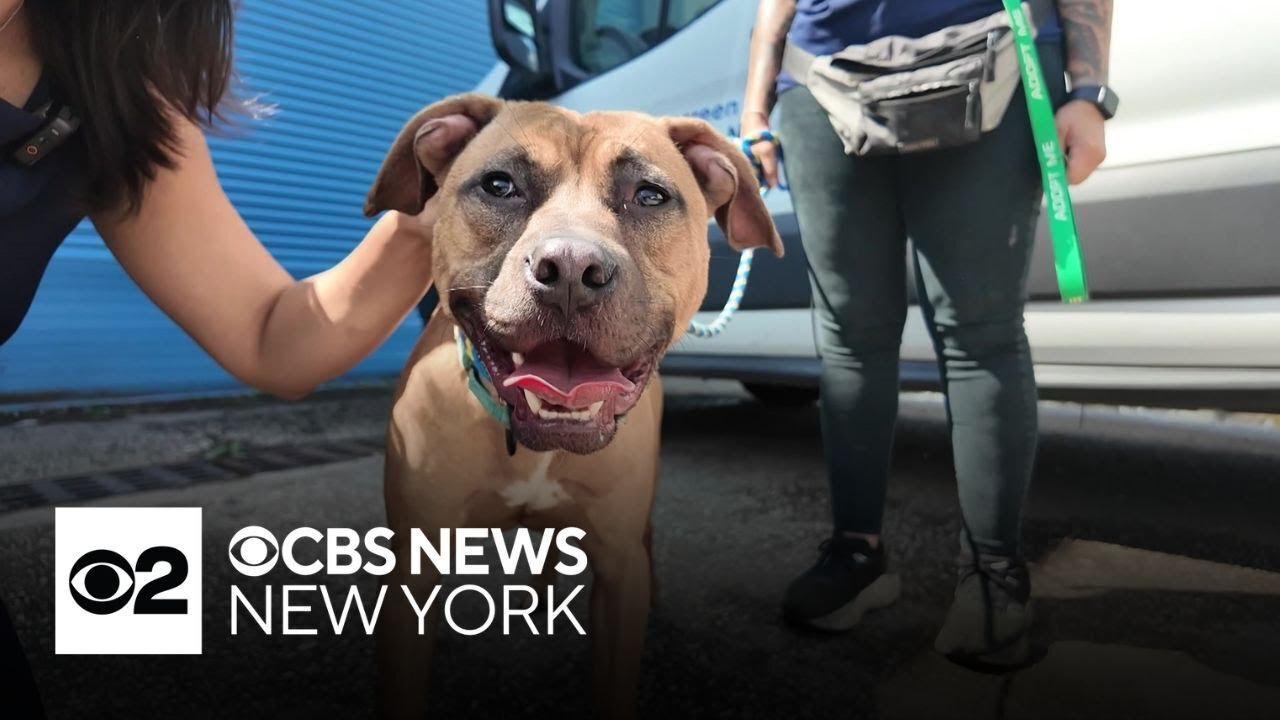 Newark shelter dogs facing deadline to be adopted or put down