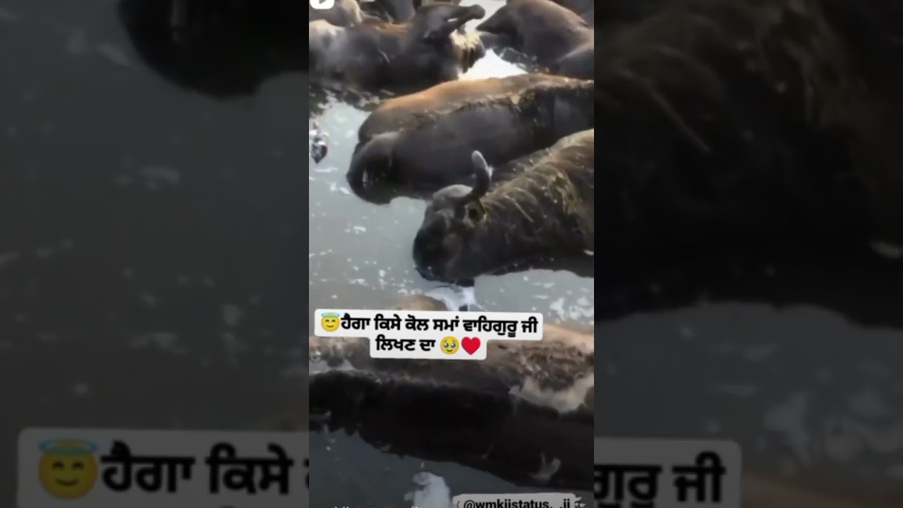 Waheguru 😭😭 || punjab flood || flood || punjab news || punjab || satluj river || 2 percent wale
