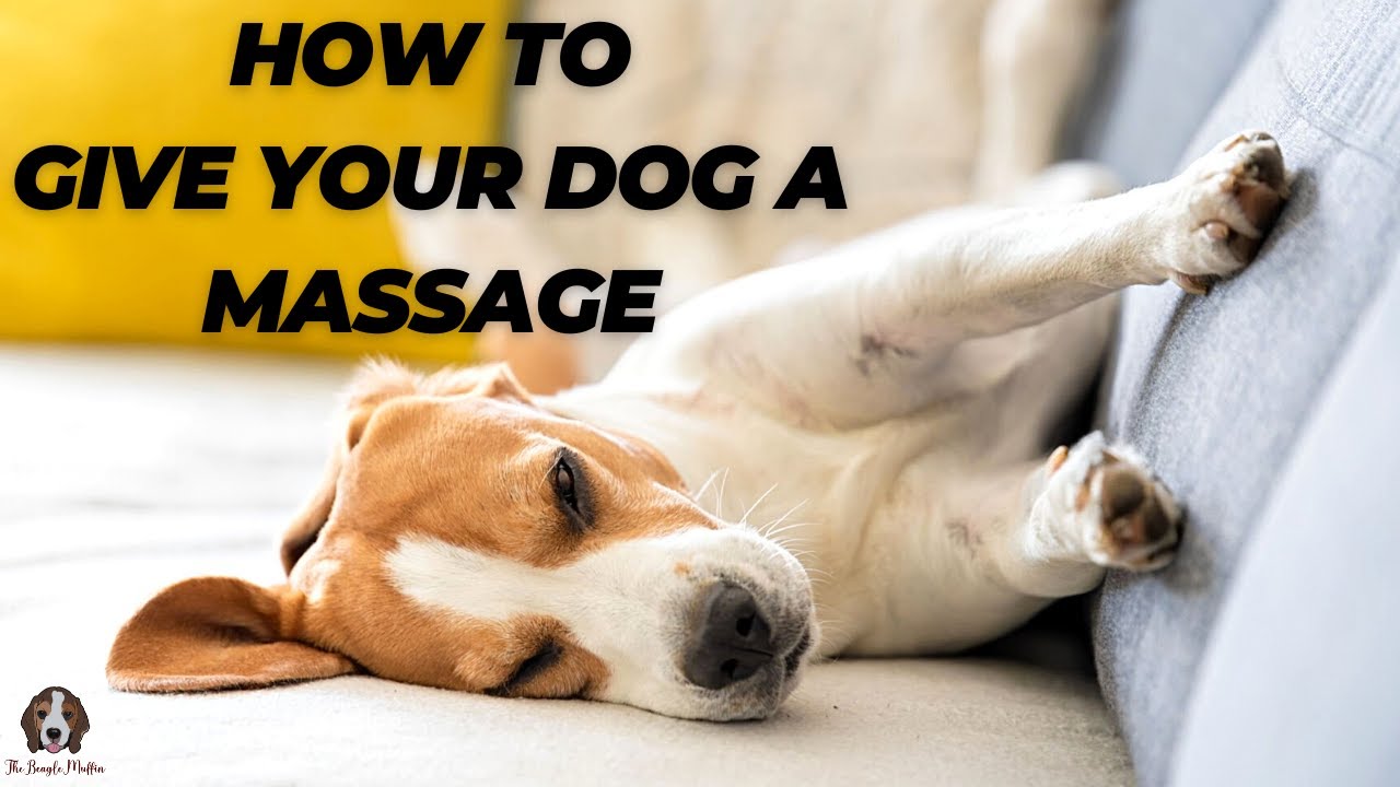 How To Give Your Dog A Massage 8 Simple Dog Massage Techniques YouTube