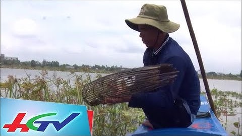 Độc chiêu bắt cá rô bằng xà di mùa nước nổi | BẢN TIN KINH TẾ NÔNG NGHIỆP - 19/8/2018