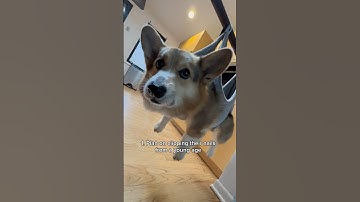 3 Things You Should Do If You Plan on Getting a Corgi