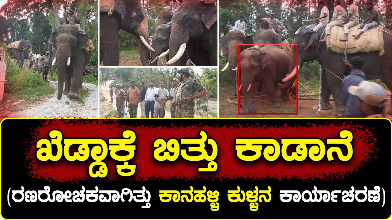 Elephant Operation: ಬಾರಲೇ, ಮೊದಲು ನಾವು ನಿಮ್ಮಂಗೆ ಎಗರಾಡ್ತಾ ಇದ್ವಿ! ಕಾಡಾನೆಗೆ ಧಮ್ಕಿ ಹಾಕಿದ ಸಾಕಾನೆಗಳು