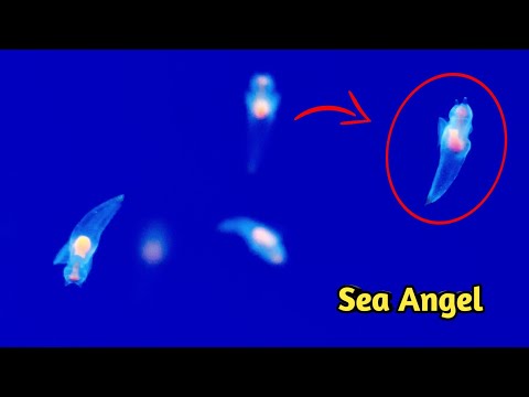 Sea Angel // Clione Limacina