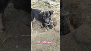 Puppy Playing Short 🐾🐶❤️ #shorts #viral #pets #puppy #streetdogsvilla