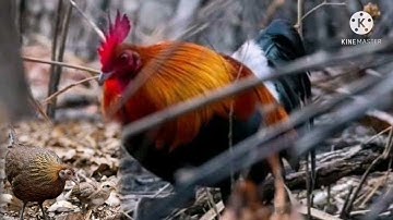 Suab​ qaib​ qua​ zoo​ :2021​