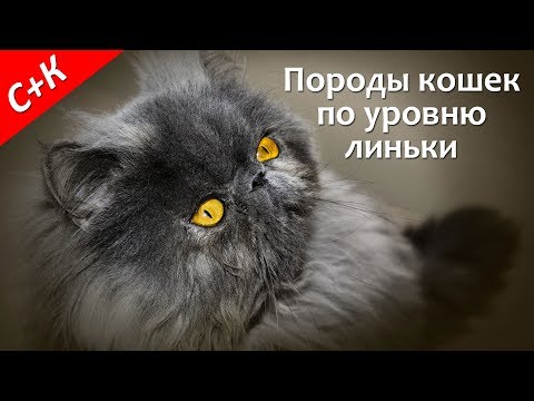 Породы кошек, которые не линяют, мало линяют, сильно линяют.